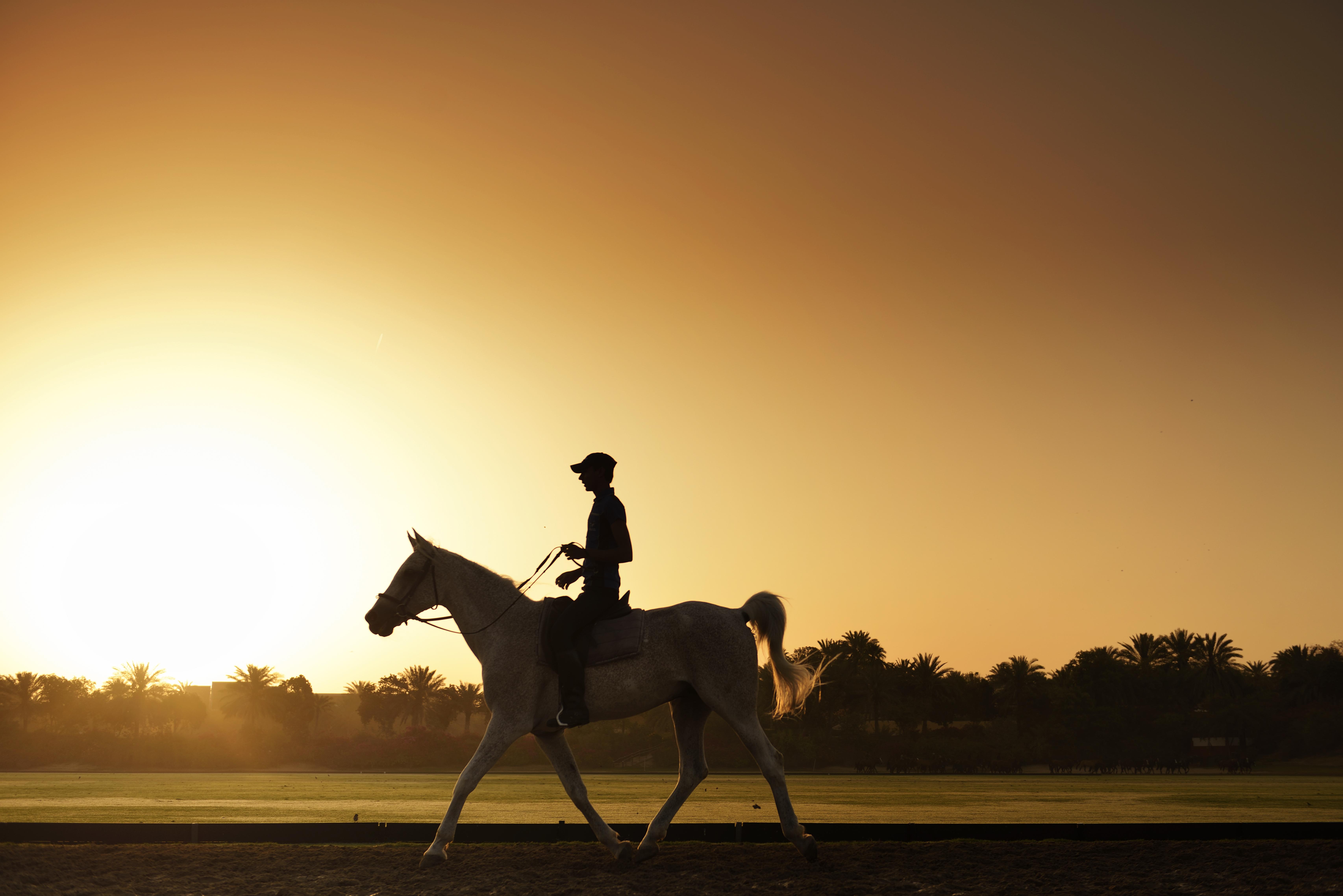 Melia Desert Palm Member Of Melia Collection Dubai Buitenkant foto A horse and rider at sunrise