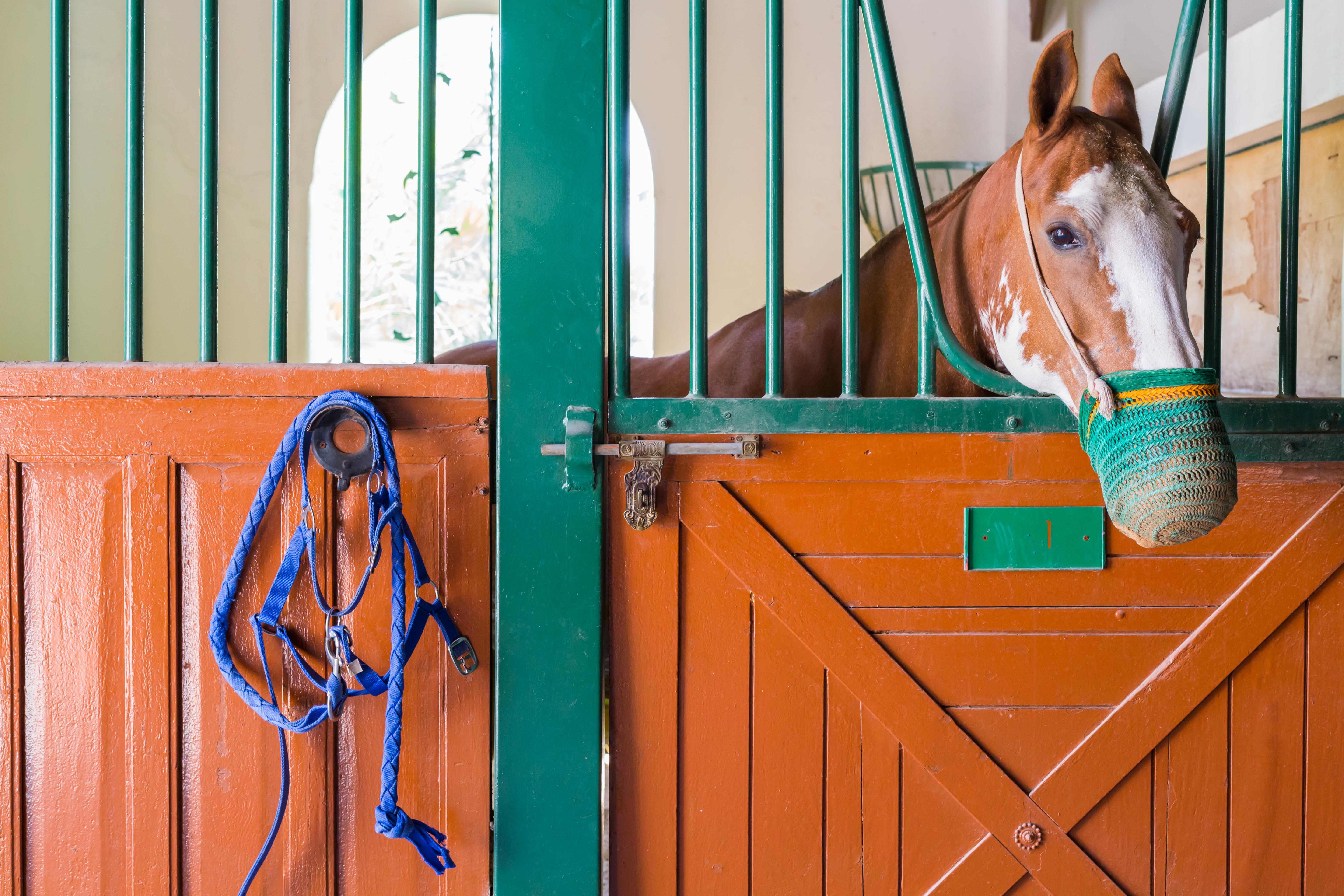 Melia Desert Palm Member Of Melia Collection Dubai Buitenkant foto A horse in a stable