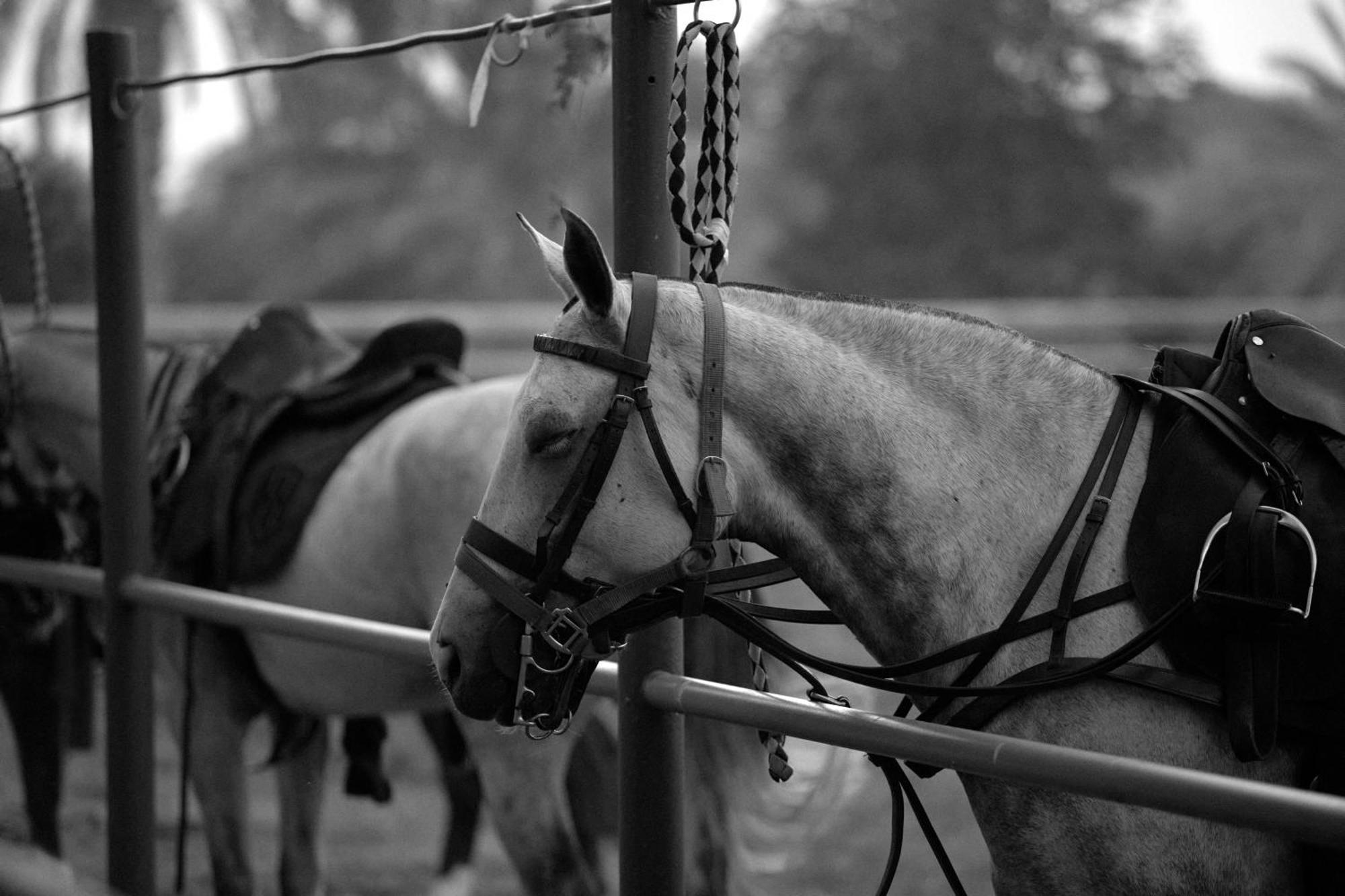 Melia Desert Palm Member Of Melia Collection Dubai Buitenkant foto A horse wearing an English bridle